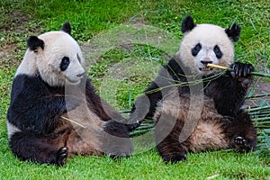 Giant pandas, bear pandas