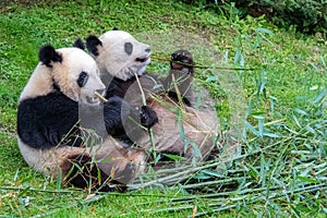 Giant pandas, bear pandas