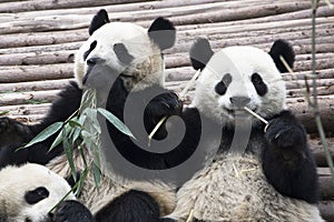 Giant Pandas eating bamboo  in Chengdu  Panda Breeding Research Base  Xiongmao Jidi  China