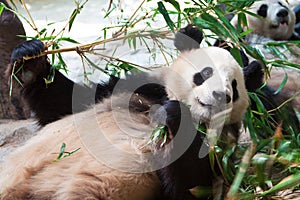 Giant pandas are lying down eating bamboo