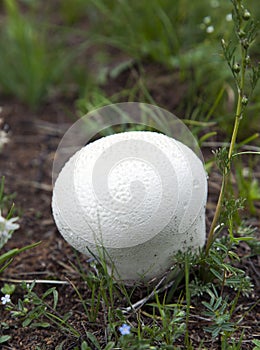 Giant pasture puffball mushroom