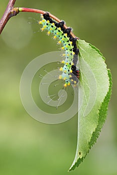 Giant peacock moth caterpillarSaturnia pyri