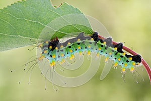 Giant peacock moth caterpillarSaturnia pyri