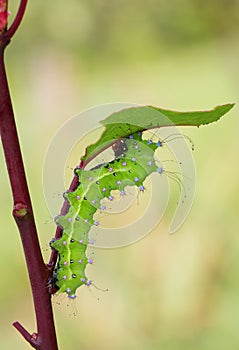 Giant peacock moth caterpillarSaturnia pyri