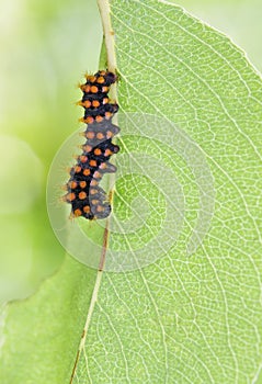 Giant peacock moth caterpillarSaturnia pyri