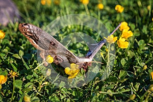 Giant peacock moth Saturnia pyri, the largest European butterfly with spread wings and feathery yellow antennae