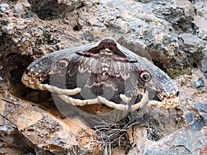 Giant Peacock Moth - Saturnia pyri on a rock in Paklenica National Park, Croatia