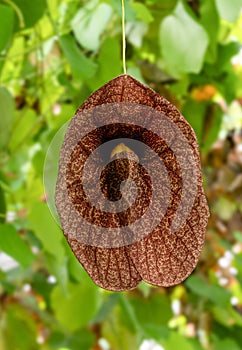 Giant Pelican Flower or Brazilian Dutchmanâ€˜s Pipe (Aristolochia gigantea)