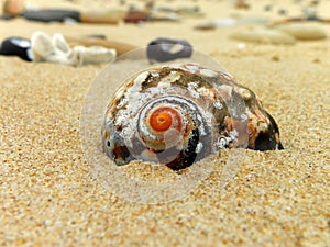 Giant Periwinkle shell