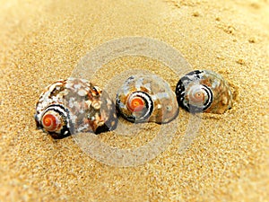 Giant Periwinkle shells 3