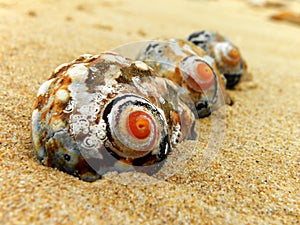 Giant Periwinkle shells