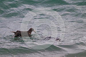 Giant Petrel , Peninsula Valdes, Unesco World heritage site, Chubut Province,