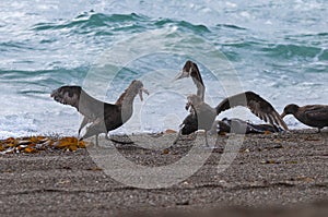 Giant Petrel , Peninsula Valdes, Unesco World heritage site, Chubut Province,