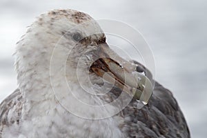 Giant petrel, the vulture of Antarctica