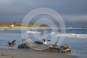Giant Petrels feeding on a seal carcass in the Falkland Islands