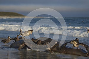 Giant Petrels feeding on a seal carcass in the Falkland Islands