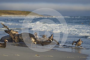 Giant Petrels feeding on a seal carcass in the Falkland Islands