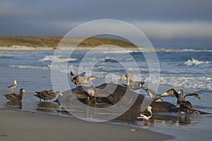 Giant Petrels feeding on a seal carcass in the Falkland Islands