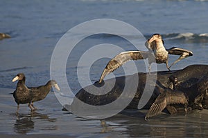 Giant Petrels feeding on a seal carcass in the Falkland Islands