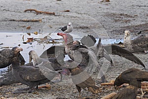 Giant Petrels and Striated Caracara feeding on the carcass of a southern elephant seal a