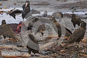 Giant Petrels and Striated Caracara feeding on the carcass of a southern elephant seal a