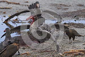 Giant Petrels and Striated Caracara feeding on the carcass of a southern elephant seal a