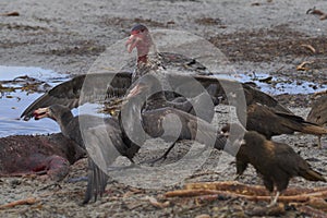 Giant Petrels and Striated Caracara feeding on the carcass of a southern elephant seal a