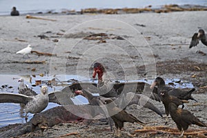 Giant Petrels and Striated Caracara feeding on the carcass of a southern elephant seal a