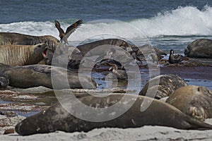 Giant Petrels and Striated Caracara feeding on the carcass of a southern elephant seal a