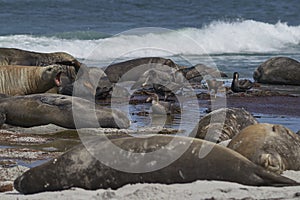 Giant Petrels and Striated Caracara feeding on the carcass of a southern elephant seal a