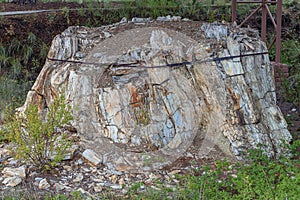 A giant petrified tree stump on display