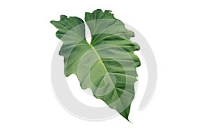Giant Philodendron green leaf