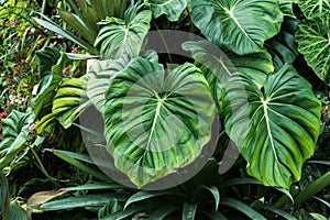 Giant Philodendron pastazanum aroid plant leaves in cloud forest