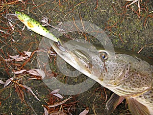 Giant pike with lure