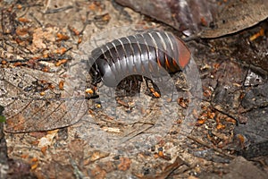 Giant Pill Bug of Borneo