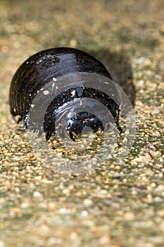 Giant pill millipede