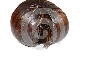 Giant pill millipede Madagascar