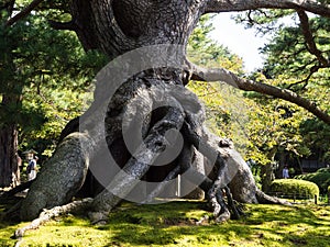 Giant pine tree in Kenrokuen Japanese garden