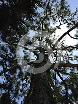 Giant Pine Tree with Seahawk Sitting on It Lit by Sun in Port Orange, Florida.