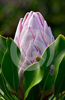 Giant pink king protea flower bud