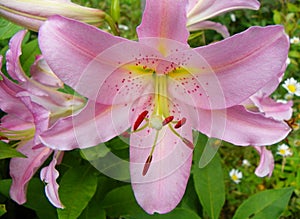 Giant Pink Oriental Lily blossom is fragrant