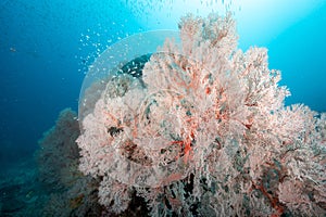 Giant Pink Sea Fan coral at Tachai Pinnacle, Thailand
