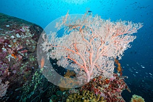 Giant Pink Sea Fan coral at Tachai Pinnacle, Thailand