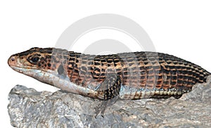 Giant plated lizard