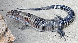 Giant plated lizard 2