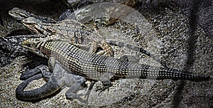 Giant plated lizard and bearded dragons 1