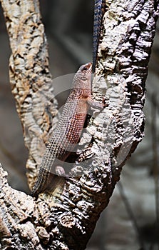 A giant plated lizard climbs a tree