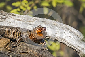 Giant plated lizard in Kruger National park, South Africa