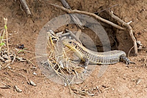 Giant Plated Lizard lying in the sun close to his hole in termite mound