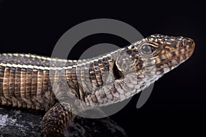 Giant plated lizard, Matobosaurus validus